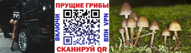 Псилоцибиновые грибы мухоморы Куртамыш