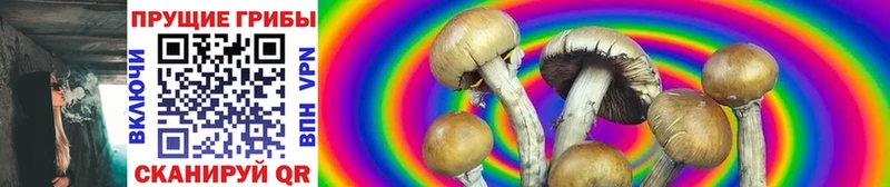 ссылка на мегу как войти  Куртамыш  Псилоцибиновые грибы Psilocybe 